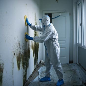 New York Mold Remediation